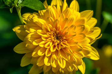 Yellow flower