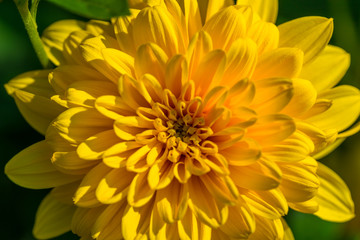 Yellow flower