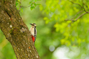 great spotted woodpecker on tree trunk 