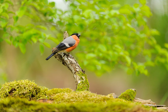 male bullfinch