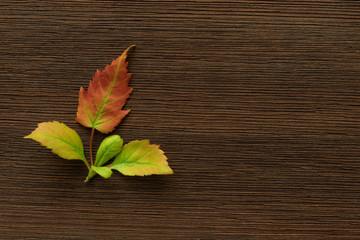Naklejka na ściany i meble Colorful maple leaves on brown wooden board background