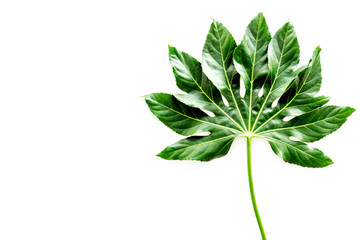 Big leaf of tropical plant on white background top view copyspace