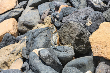 eichhörnchen auf fuerteventura