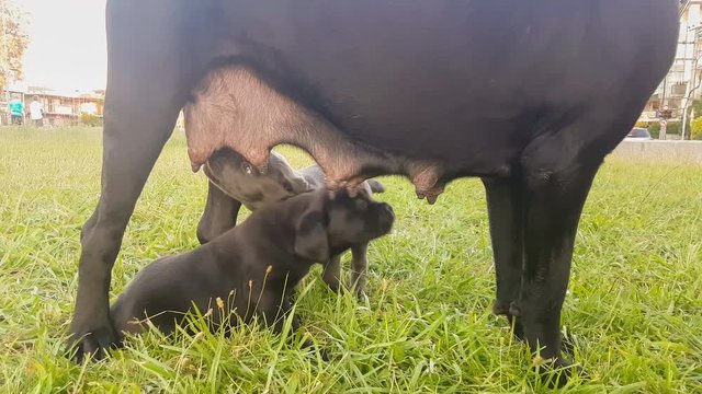 Two babies cane corso dogs drinking milk from their mother.
