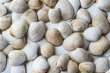 Collection of assorted soft pastel colored clam shells landscape format