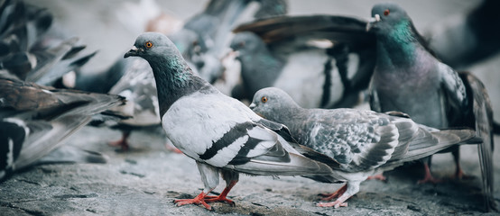 Flock of Pigeons on the street. Dove crowd. Close up