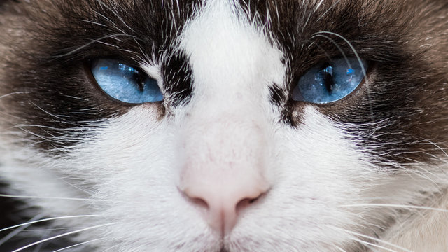 Regard de chat