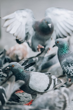 Flock of Pigeons on the street. Dove crowd. Close up