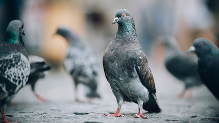 Flock of Pigeons on the street. Dove crowd. Close up