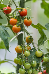 熟れ始めたミニトマト