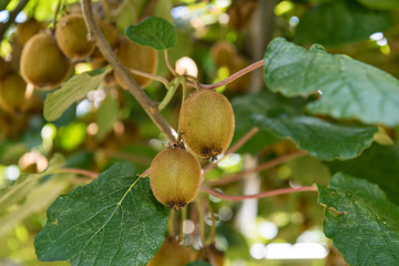 キウイの若い実