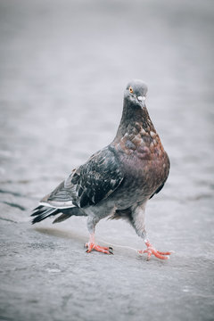 Pigeon on the street. Close up