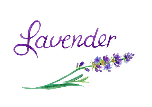The inscription "lavender" and a sprig of lavender. Watercolor isolated on a white background with a clipping path.