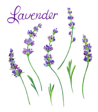 Sprigs of lavender with leaves on a white background. Flower watercolor drawing. Isolated on white background with clipping path.