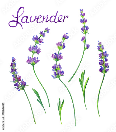 "Sprigs of lavender with leaves on a white background ...