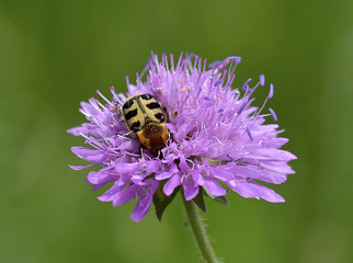 Fiore selvatico con ospite