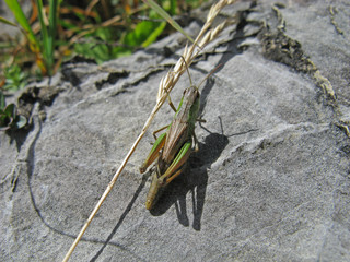 Grashüpfer mit Grashalm