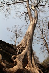 Cambodge - Sien Reap