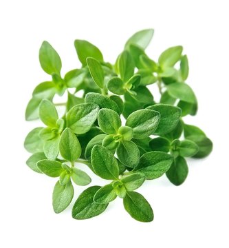 Thyme fresh herb isolated .