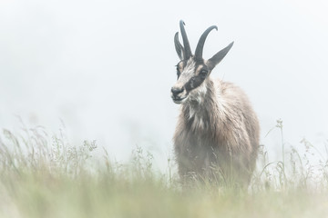 chamois in alpine territory 