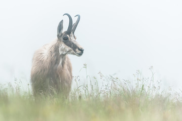 chamois in alpine territory 