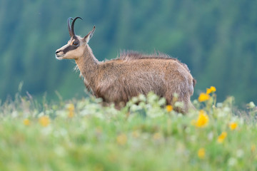 chamois in alpine territory 