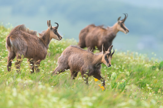 chamois in alpine territory 