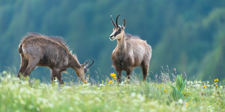 chamois in alpine territory 