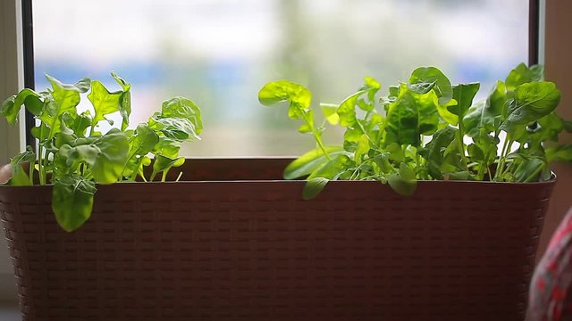 The girl tears off the rucola harvest in the pot of the house