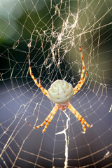 Argiope lobata, eine Radnetzspinne 