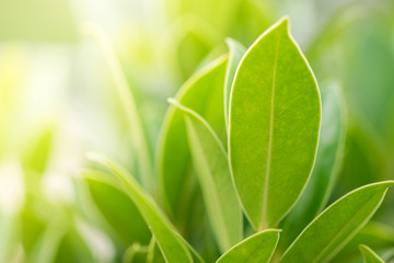 Close up nature view of green leaf under sun light. Natural green plants landscape using as a background or wallpaper.