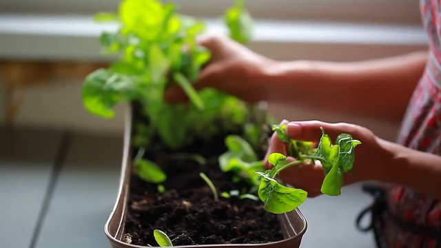 The girl tears off the rucola harvest in the pot of the house