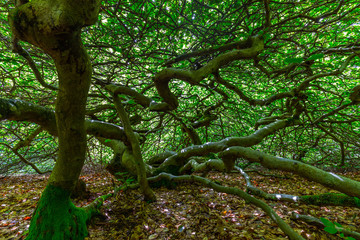 Twisted dwarf beech in Les Faux de Verzy forest, 25 km south of Reims in Champagne, France