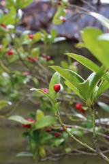 Fototapeta premium Pflanze-Korallenstrauch