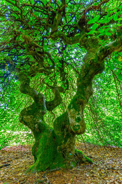 Twisted dwarf beech in Les Faux de Verzy forest, 25 km south of Reims in Champagne, France