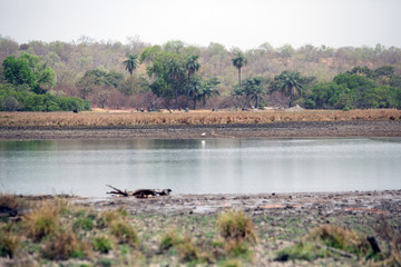 african river landscape