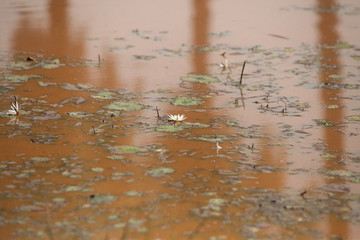 water flowers on a brown surface