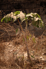 sandal wood - small dusty tree