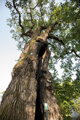 500 year old oak, which survived several lightning strikes in Jaszczurowa. Poland