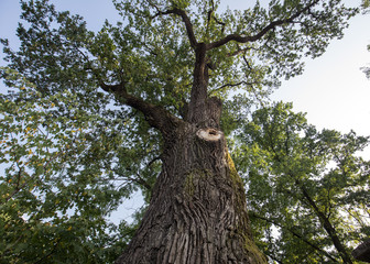 Naklejka premium 500 year old oak, which survived several lightning strikes in Jaszczurowa. Poland