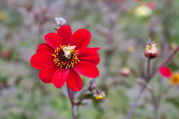 Nahaufnahme einer Dahlie mit roten Blüten