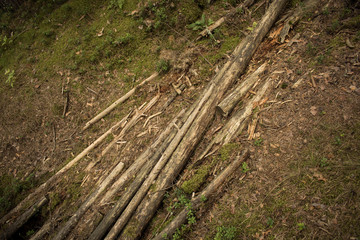 Naklejka premium Logs lie in the forest