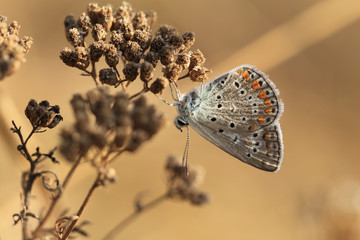 Soldier beetle on a red flower