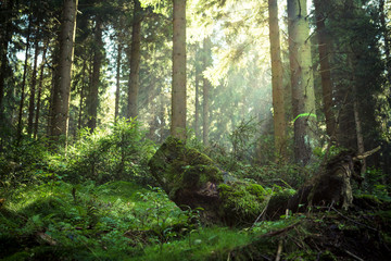 Sonnengeflutete Wälder im National Park Harz