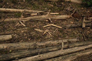 Logs lie in the forest/Chips