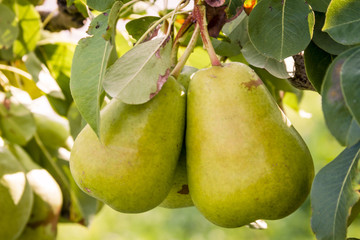 Fresh Organic Pears Hanging in Orchard