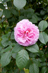 Rose James Galway on a sunny day