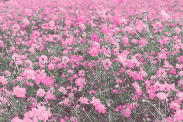 Obraz na płótnie Canvas Cosmos flower field for background image, vintage style