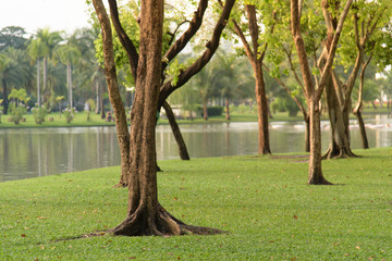 Summer scene of city park background. Relaxing and clean greenery landscape.
