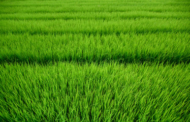 Beautiful green organic rice field background in Thailand. Food and agriculture concept.